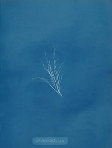 Striaria zayıflatılmış, ca. 1853. by Anna Atkins