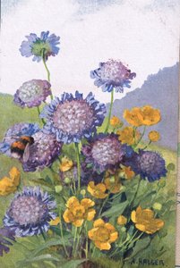 düğünçiçekleri; Peygamber Çiçeği ve Arı, Kartpostal, 1940