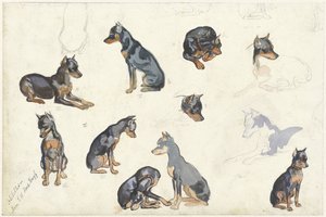Bir köpeğin çalışmaları