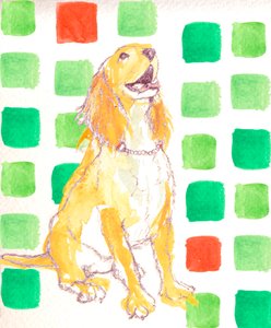 Köpek