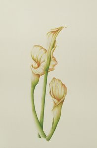 Arum Lily, 2001 (kağıt üzerinde wc) by Annabel Barrett