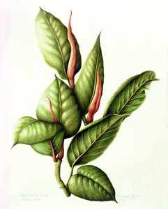 Kauçuk Fabrikası, 1999 (kağıt üzerine wc) by Annabel Barrett