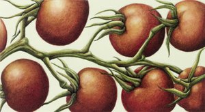 Tomato Vine, 1999 (kağıt üzerinde wc) by Annabel Barrett