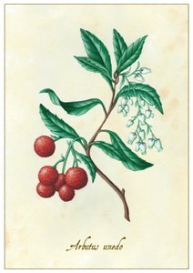 Arbutus unedo, 2015 (guaj) by Annalisa Morrocco