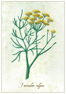 Foeniculum vulgare, 2015 (guaj) by Annalisa Morrocco