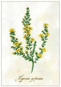 Hypericum perforatum, 2015 (guaj) by Annalisa Morrocco
