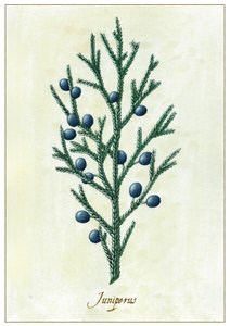 Juniperus, 2015 (guaj)