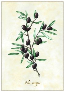 Olea europea, 2015 (guaj) by Annalisa Morrocco