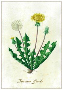 Taraxacum officinale, 2015 (guaj) by Annalisa Morrocco