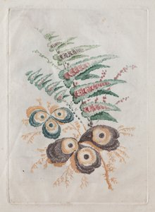 Tasarım ve Boyama için Kullanmak İçin İdeal Yeni Çiçek Portföy Paketi: Çiçek Fantezileri, c. 179