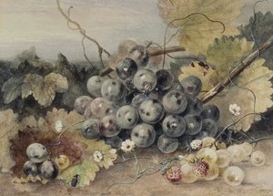Üzüm ve Çilek by Anne Frances Byrne