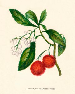 Arbutus veya Çilek Ağacı, c1891, 1891