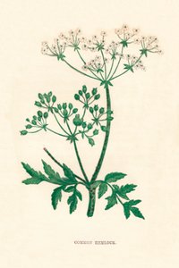 Ortak Hemlock, c1891, 1891