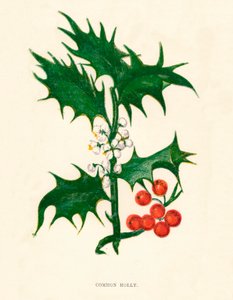 Ortak Holly, c1891, 1891