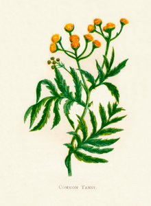 Ortak Tansy, c1891, 1891