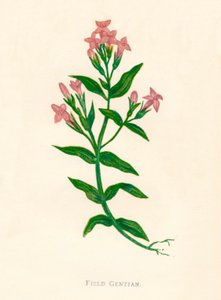 Tarla Gentian, c1891, 1891