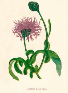 Büyük Knapweed, c1891, 1891