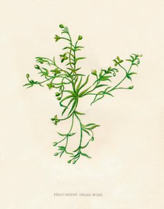 Procumbent İnci-Wort, c1891, 1891 by Anne Pratt