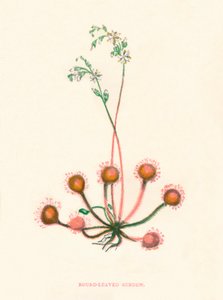 Yuvarlak Yapraklı Sundew, c1891, 1891