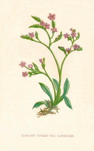 Dik Çivili Deniz Lavanta, c1891, 1891 by Anne Pratt