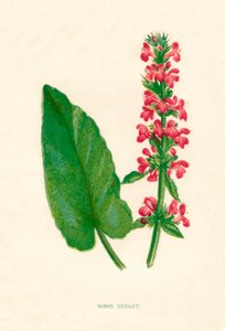 Ahşap Betony, c1891, 1891