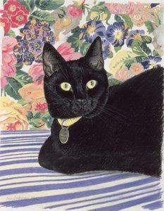 Kara kedi