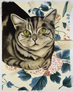 Tekir kedi