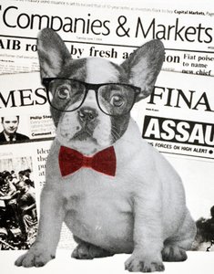 Wall street köpeği, 2015