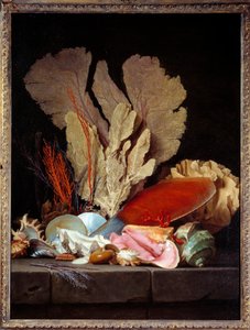 Deniz Panaches Kabukları ile Natürmort. Anne Vallayer Coster (1744-1818) 1769 Sun tarafından tablo. 1,3x0,97 m