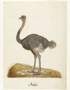 Bir Devekuşu Struisvogel Avestruz ile Albüm Sayfası. (nesne üzerindeki başlık) Lombard albümü (seri başlığı) by Anonymous
