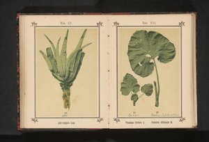 Aloe vera Aloe vulgaris Kuzu. (nesne üzerindeki başlık) by Anonymous