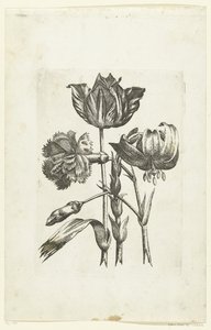 Anjer, tulp en lelie Yeni Çiçek Simgeleri (seri başlığı) by Anonymous