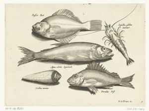 Pisi balığı, karides, smelt ve pos Libelivs varia Genera piscium complectens (seri başlığı) Tatlı su balıkları, deniz balıkları, kurbağalar, kabuklular ve deniz canlıları (dizi adı) by Anonymous