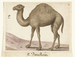 Dromedaris Lombard albümü (seri başlığı) by Anonymous