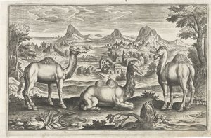 Dromedaries ve bir deve Dört ayaklı hayvanlar (dizi adı) Animalivm Qvaddrvpedvm (dizi başlığı) by Anonymous