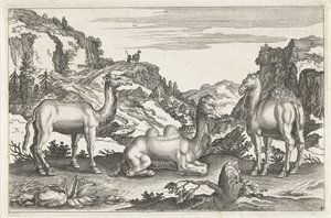 Dromedaries ve bir deve Dört ayaklı hayvanlar (dizi adı) Animalivm Qvaddrvpedvm (dizi başlığı) by Anonymous