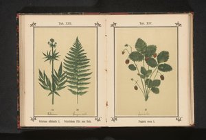 Gerçek kediotu ve bir erkek eğrelti otu dalı Valeriana officinalis L. Polystichum Filix mas Roth (nesne üzerindeki başlık) by Anonymous