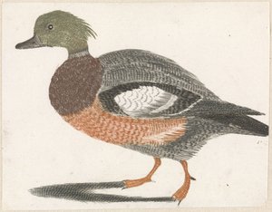 soldaki ördek by Anonymous