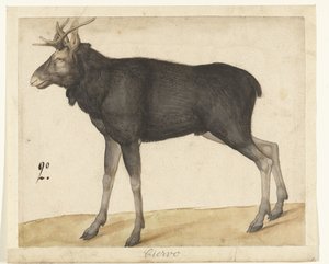 Eland Ciervo (nesne üzerindeki başlık) Lombard albümü (seri başlığı) by Anonymous