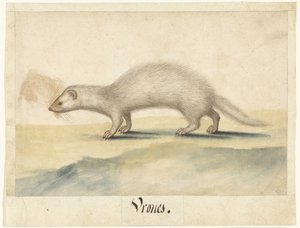 Fret Vrones (nesne üzerindeki başlık) Lombard albümü (seri başlığı) by Anonymous