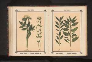 Ortak angelica ve gerçek kantaron Angelica silvestris L. Erythraea Centaurium Pers (nesne üzerindeki başlık) by Anonymous