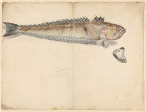 Büyük dokumacı (Trachinus Draco) by Anonymous