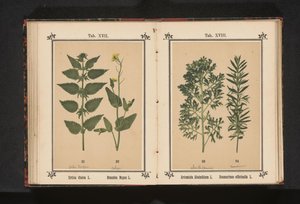 Isırgan otu ve kolza tohumu Urtica dioica L. Brassica Napus L. (nesne üzerindeki başlık) by Anonymous