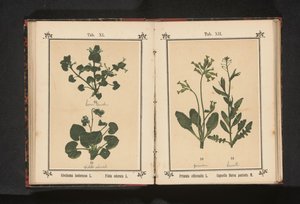 Altın çuha çiçeği ve bir çoban çantası Primula officinalis L. Capsella Bursa pastoris M. (nesne üzerindeki başlık) by Anonymous