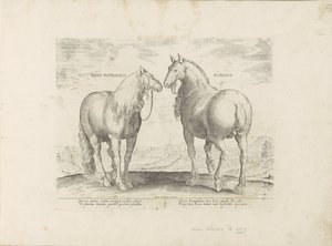 Hengst en merrie uit Roma Roma atı (nesne üzerindeki başlık) Paardenrassen uit de Koninklijke stallen van Don Juan van Oostenrijk (seri başlığı) Tüm ırkların en soylusu olan bir ahır: dünyanın çeşitli yerlerinden gelen atların karakteri ile ayırt edilir ( by Anonymous
