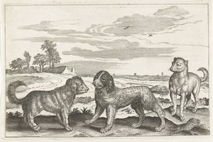 köpekler Dört ayaklı hayvanlar (dizi adı) Animalivm Qvaddrvpedvm (dizi başlığı) by Anonymous
