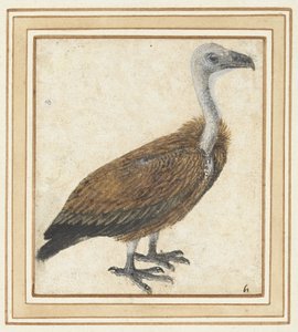 Jonge vale gier (sarı çingeneler) by Anonymous