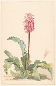 Peyzajda pistil detayıyla Cape Aletris by Anonymous