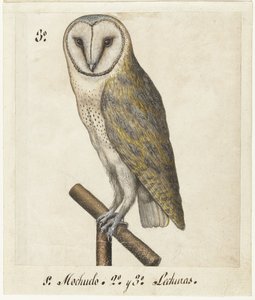 Peçeli Baykuş Lechuzas (nesne üzerindeki başlık) Lombard albümü (seri başlığı) by Anonymous