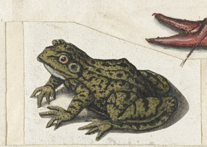 Kikker Lombard albümü (seri başlığı) by Anonymous